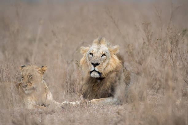 istock Male and female lion 883196206