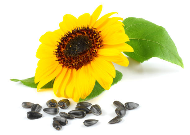 istock Sunflower with green leaf and seeds isolated on white background 883196550