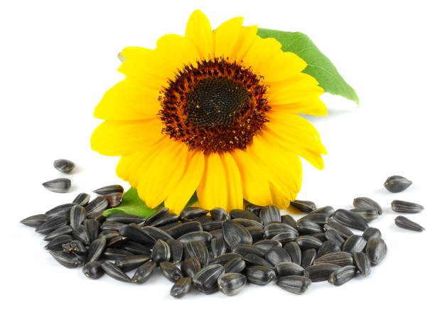 istock Sunflower with green leaf and seeds isolated on white background 883196592
