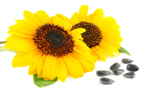 istock Sunflower with green leaf and seeds isolated on white background 883196714