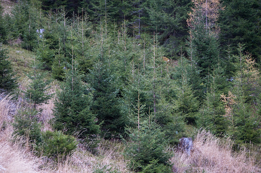Small fir trees planted on a mountain slope