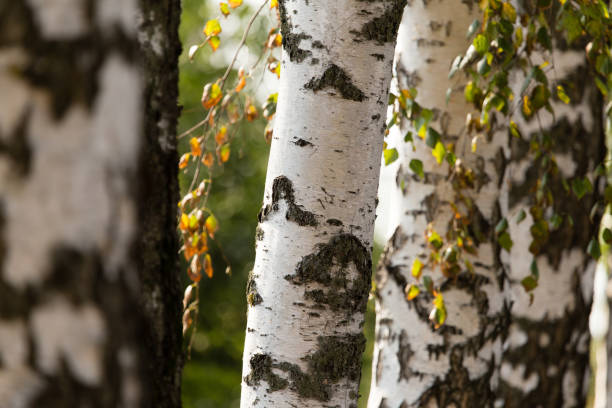 istock white trunks of a birch on the nature 883212702