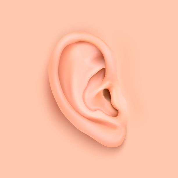 illustrations, cliparts, dessins animés et icônes de fond de vecteur avec une oreille humaine réaliste agrandi. concevoir le modèle de la partie du corps, des organes humains pour les app, affiches, web, infographie, etc. - undomesticated cat audio