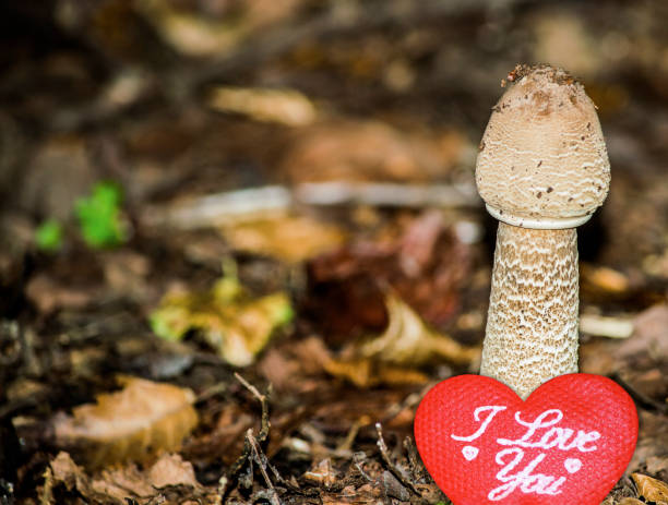 ti amo immagine del cuore foto - moss fungus macro toadstool foto e immagini stock