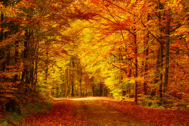 istock Beautiful autumn landscape 883236136