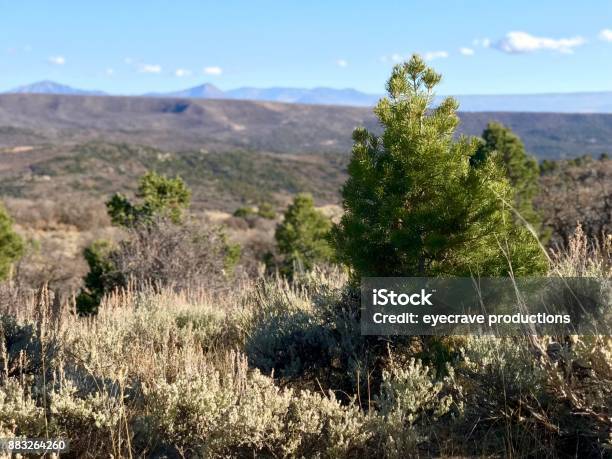 High Altitude Hunting Western Colorado Stock Photo - Download Image Now - Blue, Bush, Close-up