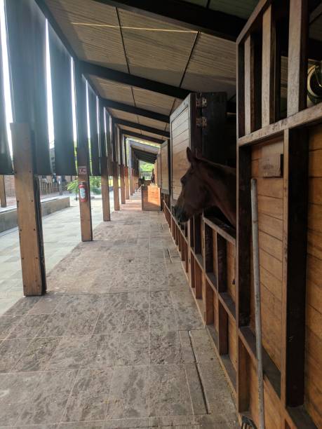 istock Horse Shades 883265636
