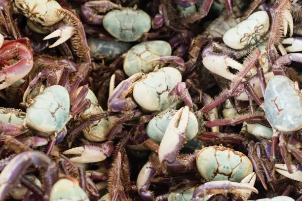 Photo of Alive crab displayed for sale. Background with selective focus