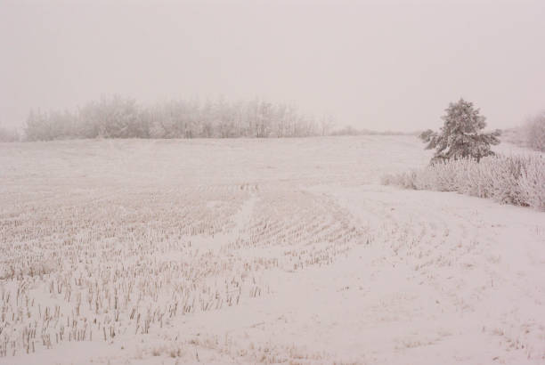 Heavy Snow in a Canadian Meadow stock photo