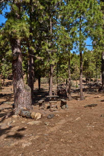 istock pine tree forrests in the Teide national park Tenerife 883274000