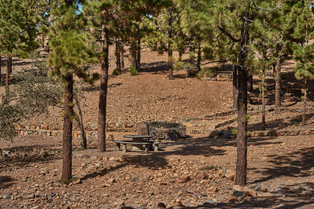 istock pine tree forrests in the Teide national park Tenerife 883274316