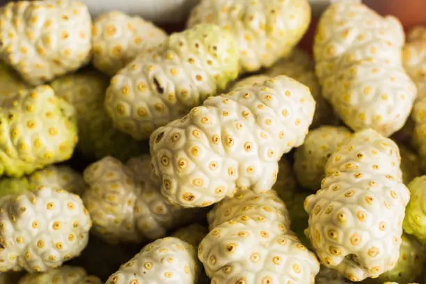 Photo of Noni fruits displayed in heap for sale. Fruit background