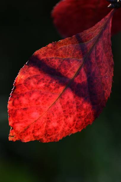 istock Close-up of leaves 883313422