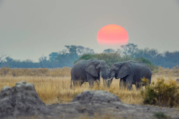 deux éléphants au coucher du soleil derrière. - african elephant photos et images de collection