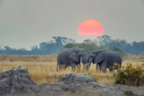 Two elephants with sunset behind. There is a large orange sun behind them.