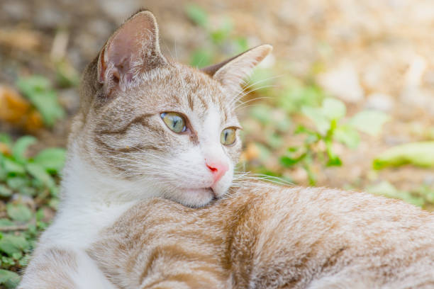 istock little brown cat sitting on the ground 883346962