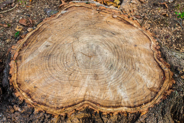 木の切り株の木をクローズ アップ。木製テクスチャ背景、グランジ テクスチャ画像 - wood tree textured wood grain ストックフォトと画像