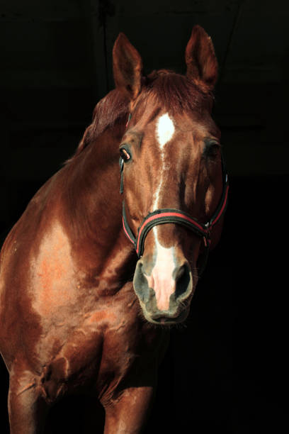 istock Trakehner horse portrait in  black background 883364520