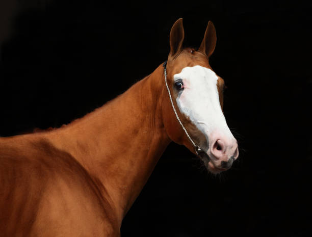 istock Grace red Quarter Horse with white stripe on the face 883364522