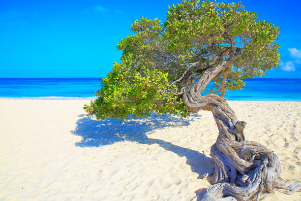 istock Idyllic tropical Beach in Aruba with lonely Divi Divi Tropical tree, sunny turquoise blue lagoon, summer paradise, Aruba – Dutch Antilles, Caribbean Blue sea 883371850