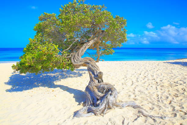 istock Idyllic tropical Beach in Aruba with lonely Divi Divi Tropical tree, sunny turquoise blue lagoon, summer paradise, Aruba – Dutch Antilles, Caribbean Blue sea 883377034