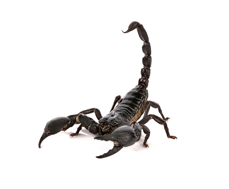 scorpion on white background