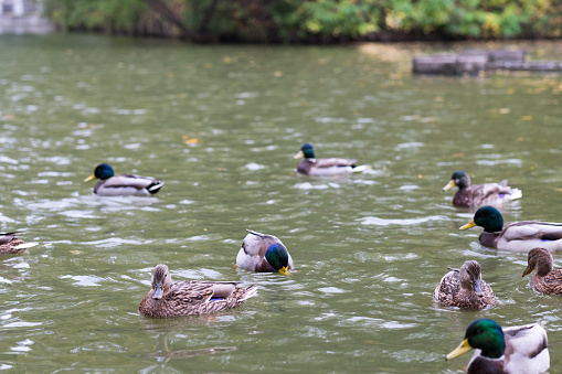 Pravaya ducks in the pond, foreground and background blurred