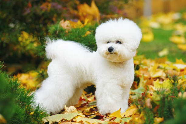 bichon frise hond met een stijlvol kapsel verblijf buitenshuis op gevallen bladeren in de herfst - bichon frisé stockfoto's en -beelden