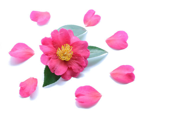 Japanese pink camellia flower isolated on white background