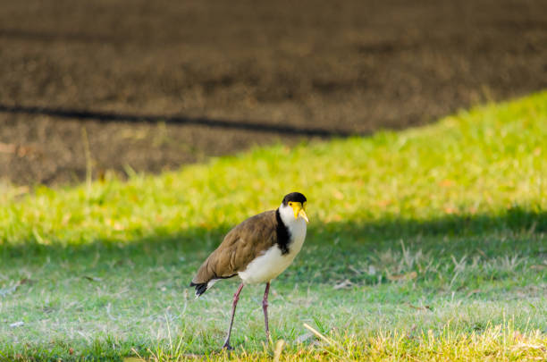 Masked lapwing Vanellus miles is a native Australian bird and is also known as plover.