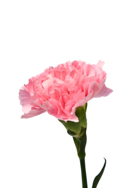istock Pink carnation flower on white background 883446766