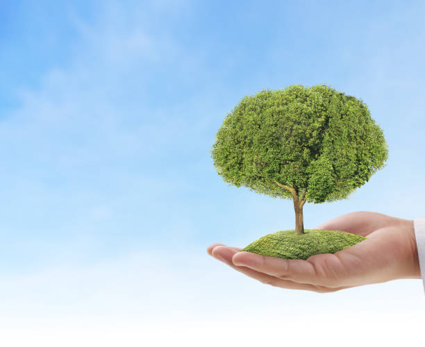 istock Close up hands holding  plant 883447458