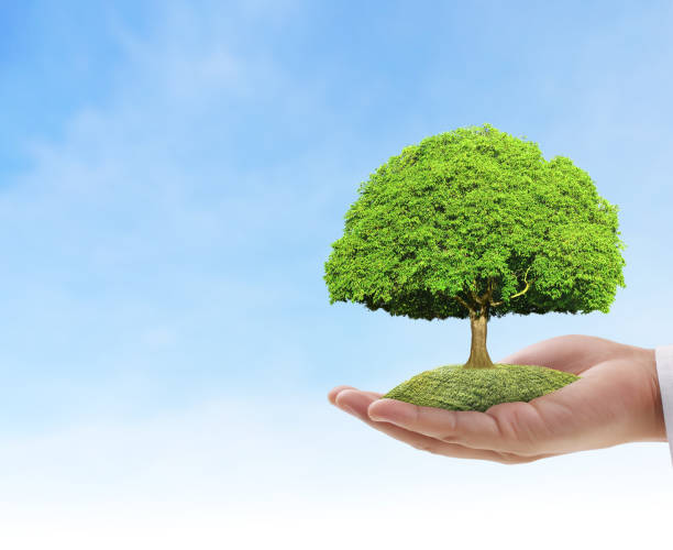 istock Close up hands holding  plant 883447538