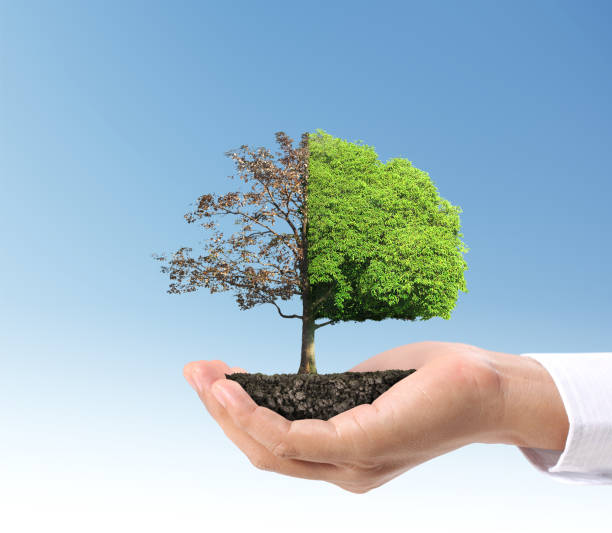 istock Close up hands holding  plant 883448142