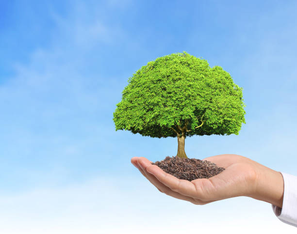 istock Close up hands holding  plant 883448262