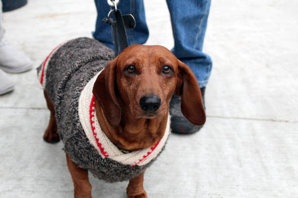 istock Lil' Wiener dog 883467298