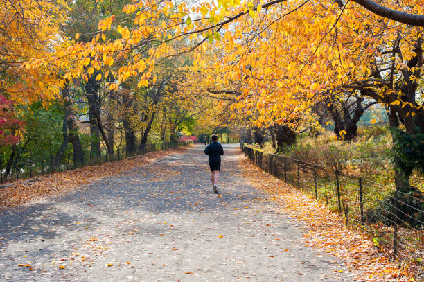 Man running in Central Park in autumn stock photo