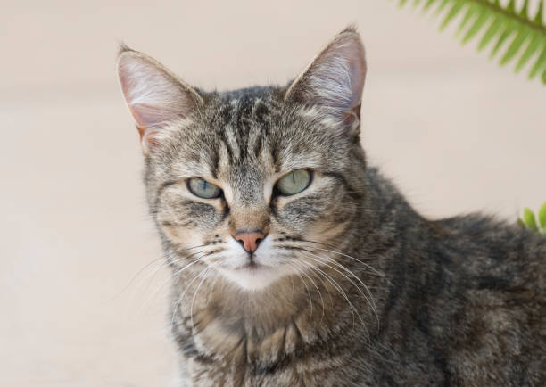 istock wild feral cat in Australia 883505792