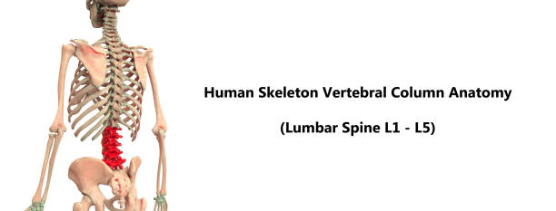 istock Human Skeleton Vertebral Column (Lumbar Spine) Anatomy 883509244