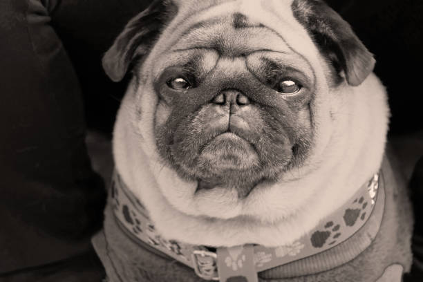 istock Bruno the Chinese Pug in B&W 883510904