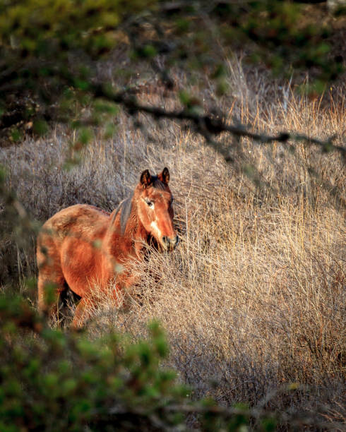 istock Brown horse in the pasture. 883511050