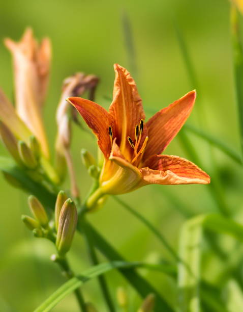 istock 4 Seasons. Orange daylily on a green background. Vertical shot. 883523342