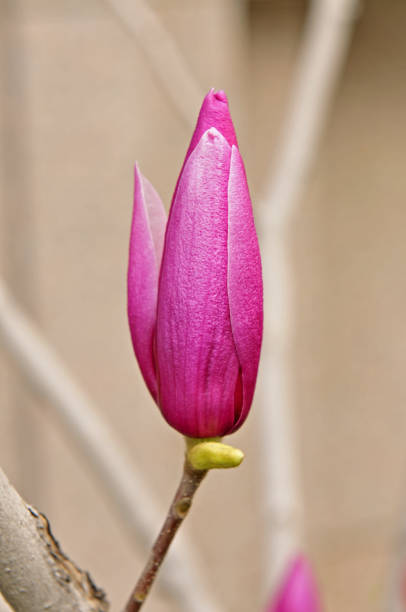 magnolia magnolia picture lake stock pictures, royalty-free photos & images