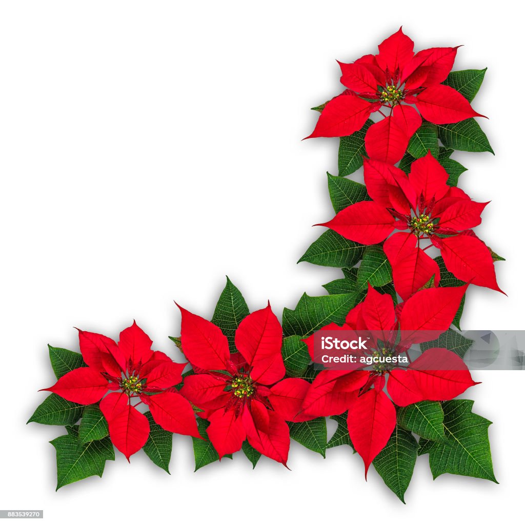Decoración De Navidad De Flores De Nochebuena Foto de stock y más banco de imágenes de Flor de Pascua - Flor de Pascua, Navidad, Borde - iStock Decoración De Navidad De Flores De Nochebuena Foto de stock y más banco de imágenes de Flor de Pascua - Flor de Pascua, Navidad, Borde - iStock