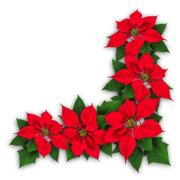 istock Poinsettia flowers christmas decoration 883539270