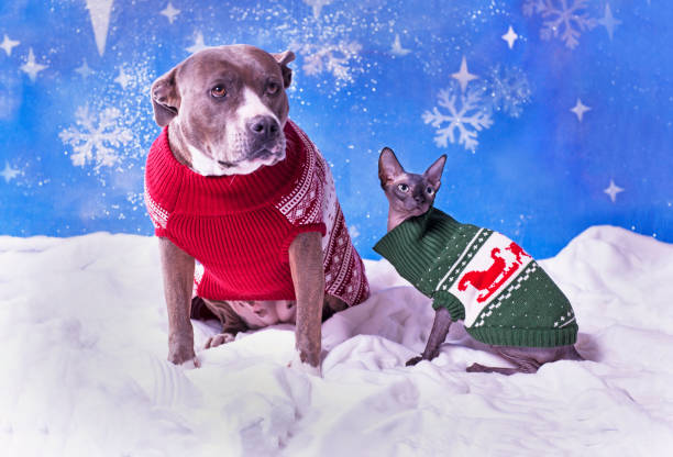 retrato de vacaciones de un pitbull y un gato sphynx en suéteres de navidad con fondo de escama de nieve azul - enzo fotografías e imágenes de stock