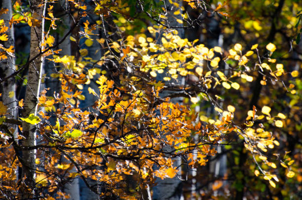 Colorful leaves in autumn in the Assiniboine Forest, Winnipeg, Manitoba, Canada