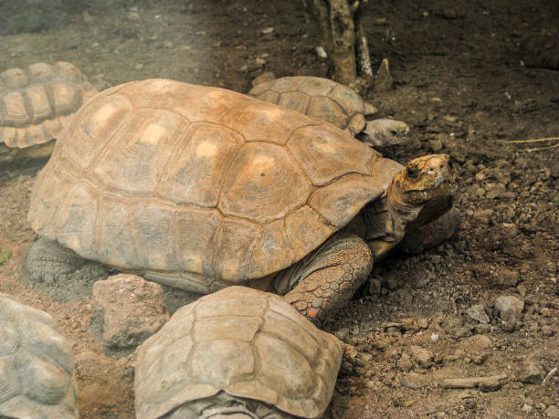 istock Close up of a big tortoise 883545972