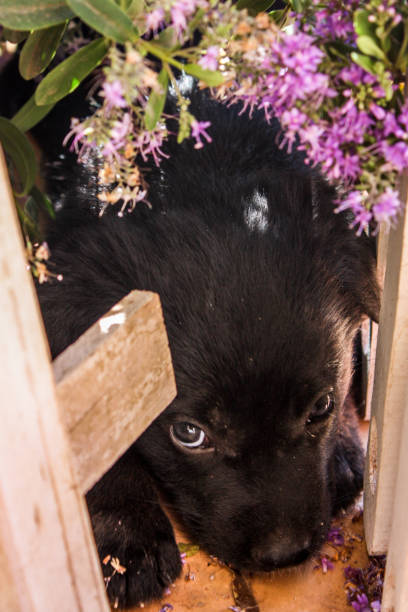 istock Cute black puppy looking at the camera 883546348