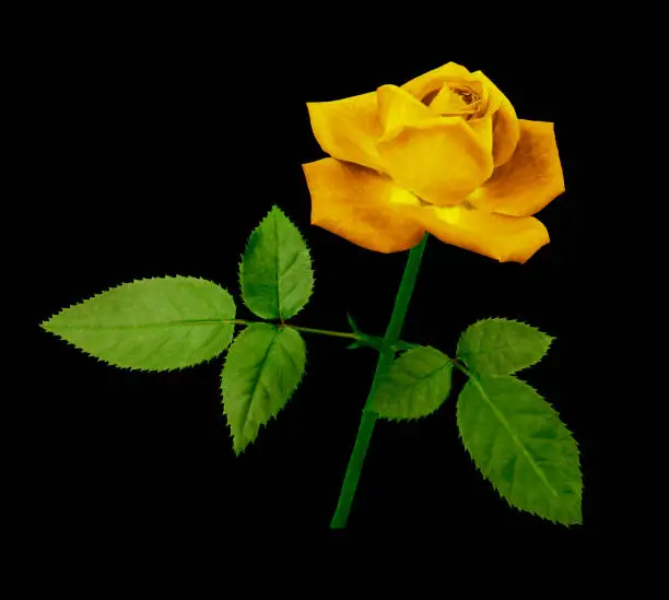 A flower of a yellow rose on a green stem with leaves.  Flower blooms on isolated  black  background with clipping path. For design. Nature.